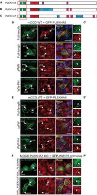 WW, PH and C-Terminal Domains Cooperate to Direct the Subcellular Localizations of PLEKHA5, PLEKHA6 and PLEKHA7